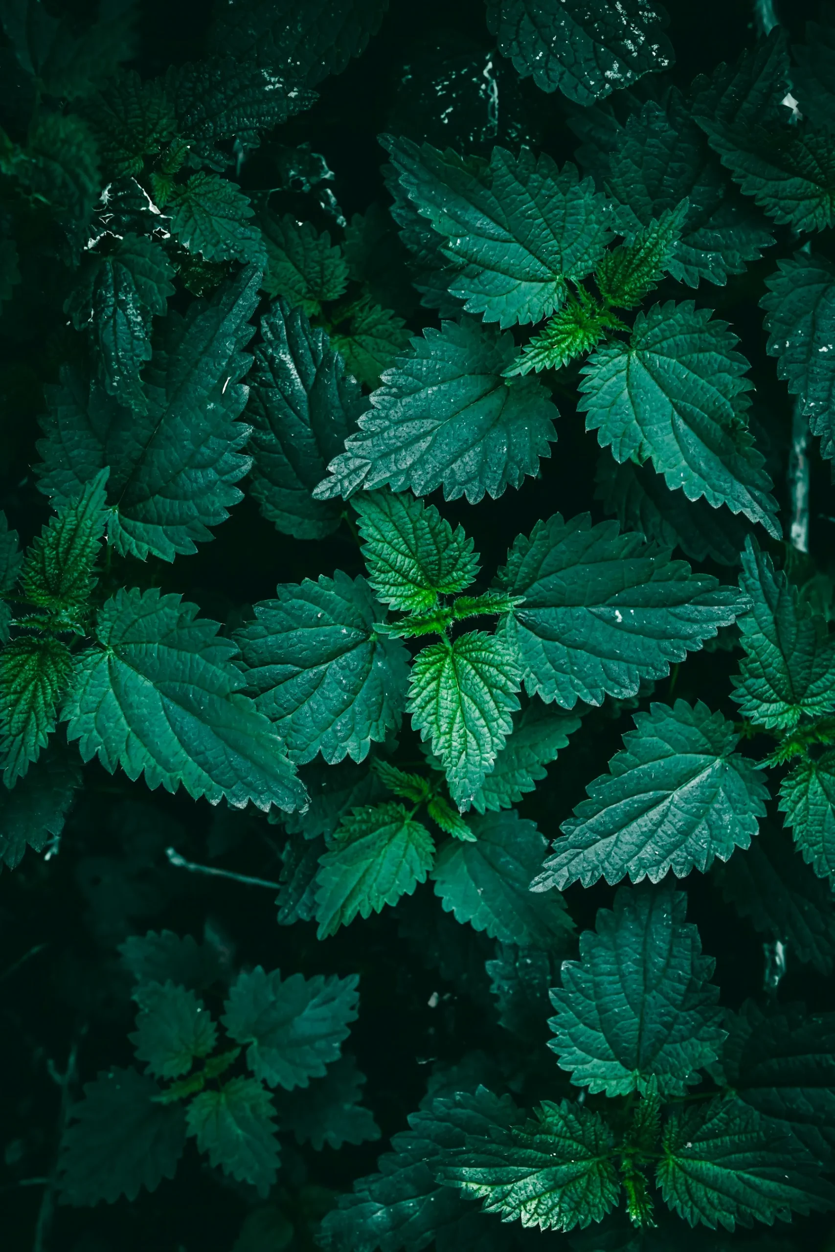 A dense cluster of dark green, deeply toothed stinging nettle leaves